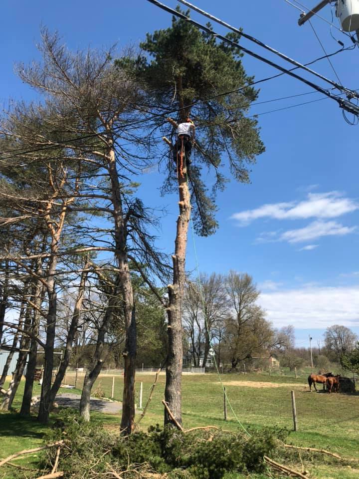 Land clearing and brush removal on rural property in upstate New York