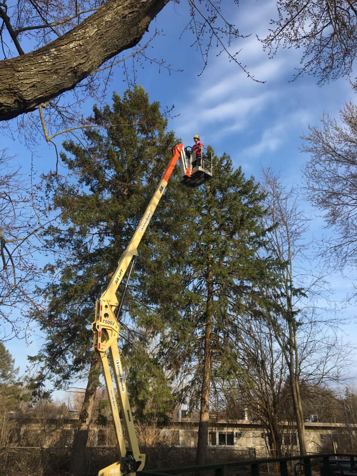 Stump grinding and tree removal site preparation in Watertown NY