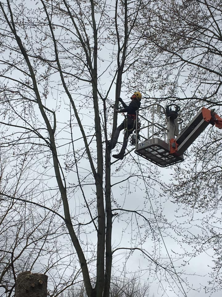 Certified arborist performing tree and plant health care assessment in Jefferson County NY