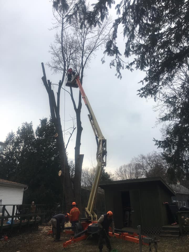 Tree removal in Watertown NY: Northern Tree Experts crew using crane and bucket lift on a tall hazardous tree